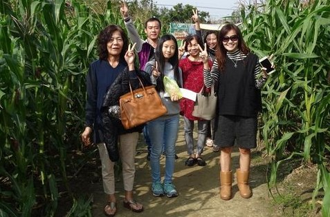 益智練體力臺灣最大“玉米迷宮”遊客人數破8萬