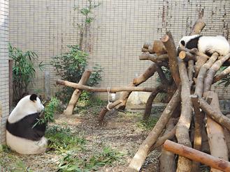 高雄市旅遊界向大陸“要”大熊貓