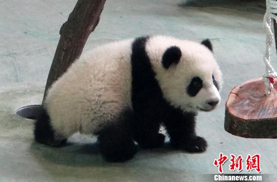 大陸贈臺熊貓寶寶開放翌日依然受歡迎（圖）