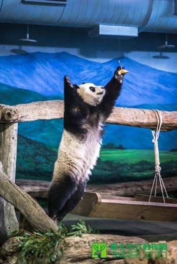 大熊貓“圓仔”變身“功夫貓熊”踩木樁飛撲食物