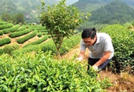 臺灣青年登陸張元豪在閩西客家山鄉的茶山.jpg