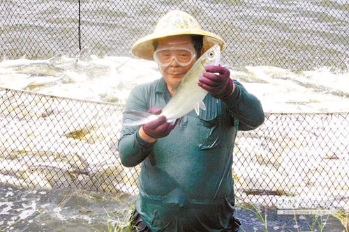 臺灣虱目魚的“池魚之殃” 蔡當局從中作梗島內“漁”不聊生