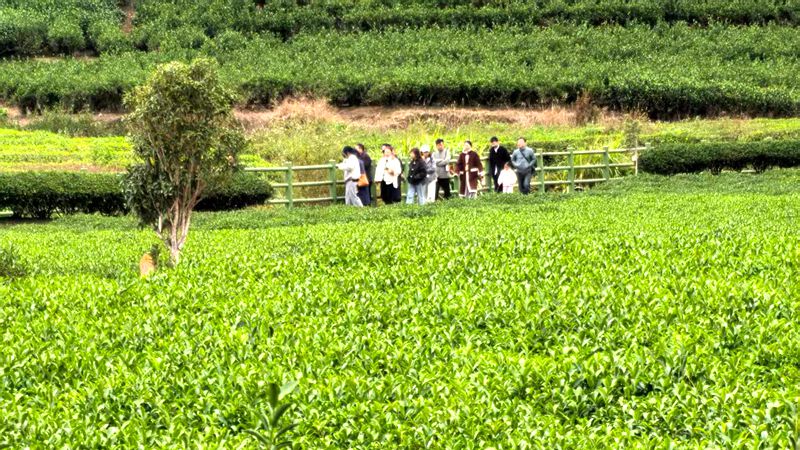 青山綠水茶香濃