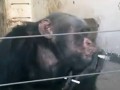 猩猩愛上香煙，這貨成精了