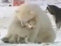 當雪橇犬遇上北極熊：看多少次都不厭煩