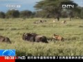 東非野生動物大遷徙——加油！堅強的瘸腿小角馬