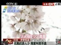 日本異常低溫：4月中旬至今平均氣溫遠低往年