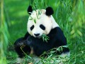 美國：熊貓“小禮物”喜迎周歲生日