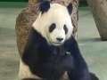 臺北動物園：“圓圓”所産幼崽未來留在臺灣