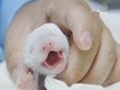 大熊貓“圓圓”成功産女：熊貓寶寶度過出生後七天危險期