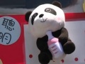 臺灣：大熊貓“圓仔”滿月 開始徵名