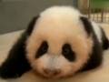 為熊貓寶寶取名逾5萬人