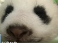 臺灣臺北：熊貓公主初長成 體重已2007克