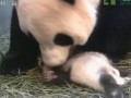 臺灣臺北：熊貓“圓圓”做媽媽漸入佳境