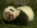 熊貓寶寶“圓仔”成長記：睡在竹葉小窩很享受