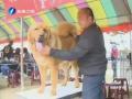 新竹:百隻巨型犬比拼 身價近百萬新台幣藏獒現身