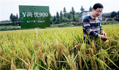  9 月15 日，雜交水稻國家重點實驗室首席科學家鄧啟雲在創造1000公斤畝産紀錄的第四期超級稻品種“Y 兩優900”種植基地。