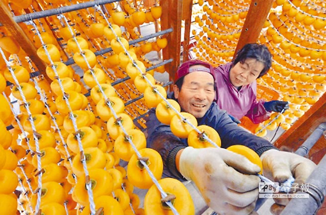 日本福島地區農民收成柿子，正準備製作當地名産柿餅。柿餅會在完成了放射性物質檢查之後，送往市場販售
