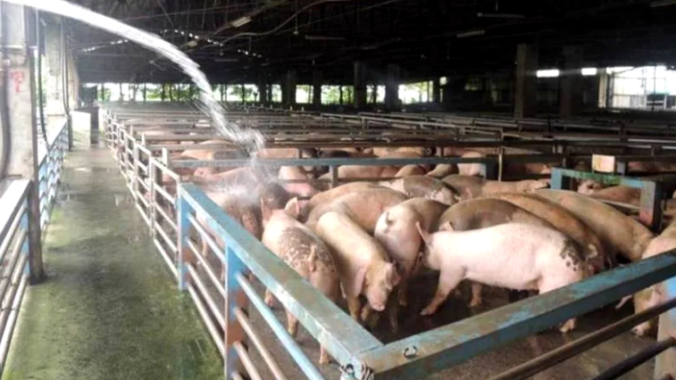 島內非洲豬瘟爆發引食安疑慮 超六成臺網友表示擔心 島內非洲豬瘟爆發引食安疑慮 超六成臺網友表示擔心