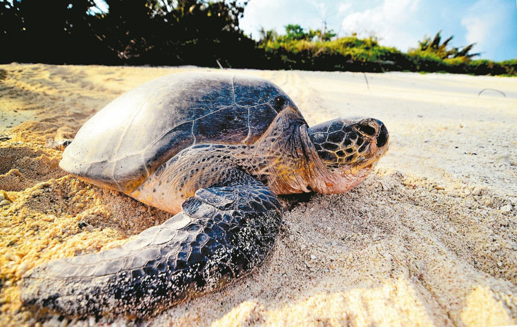 臺灣海巡隊員拍攝太平島畫面走紅 網友感嘆：如夢似幻