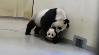 臺北大熊貓寶寶“圓仔”到處爬被媽媽叼回窩