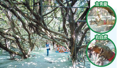 臺灣百歲老榕樹獨木成林遊客像走進迷宮（圖）