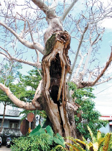 臺灣一部落老樹被蟲蛀似名畫《吶喊》（圖）