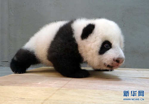 臺北大熊貓“圓圓”會對獸醫噴氣表達不滿