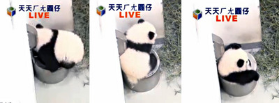 臺北大熊貓寶寶“圓仔”突破9公斤如圓滾毛球