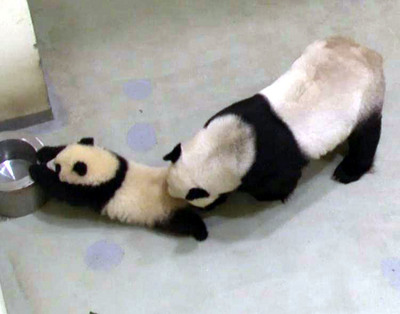 贈臺熊貓幼崽和媽媽玩格鬥拉住“水盆君”求救