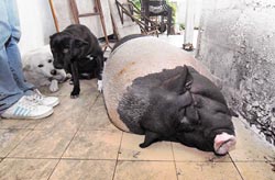 200多公斤胖豬被撞癱2狗朋友守在身旁不離不棄