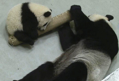 贈臺熊貓幼崽圓仔和媽媽搶新玩具搶不過乾脆熊抱