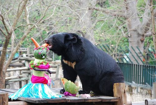 高雄壽山動物園兩隻黑熊搏鬥一隻不幸慘死