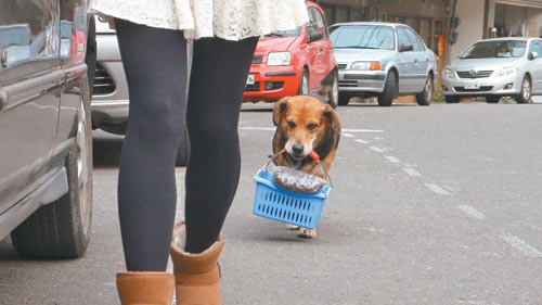 圖：狗和主人外出購物幫把東西“提”回家