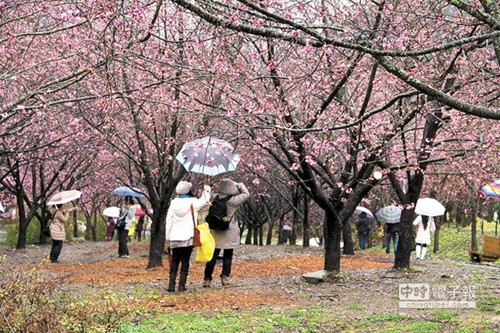 臺中武陵櫻花季開跑每日只開放6千遊客入園（圖）