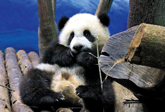 臺北低溫：動物園猩猩搶薑湯大熊貓圓仔活力旺