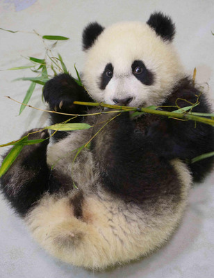 臺北大熊貓寶寶“圓仔”模倣媽媽吃竹子嚼而不吞