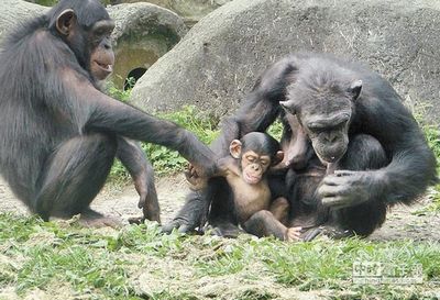 臺北黑猩猩寶寶“咪覺”初亮相緊黏媽媽萌態十足