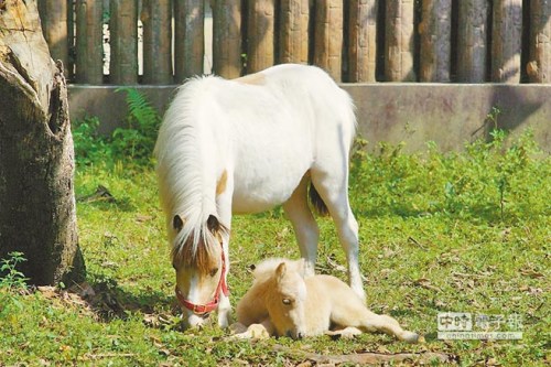 臺北動物園迷你馬媽媽産子小馬取名“白龍”（圖）