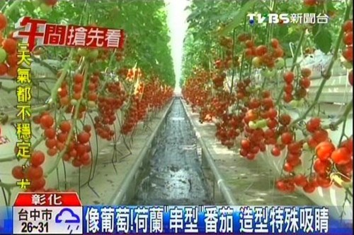 臺灣農民種“葡萄型”番茄成串結果皮薄肉多（圖）
