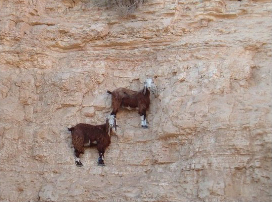 爬峭壁對山羊來説根本就是“小菜一碟”