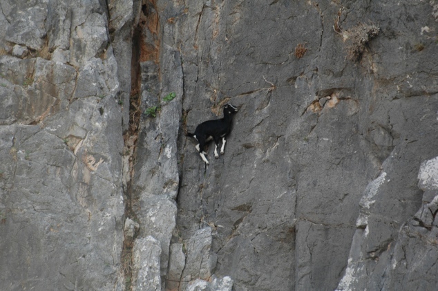 爬峭壁對山羊來説根本就是“小菜一碟”