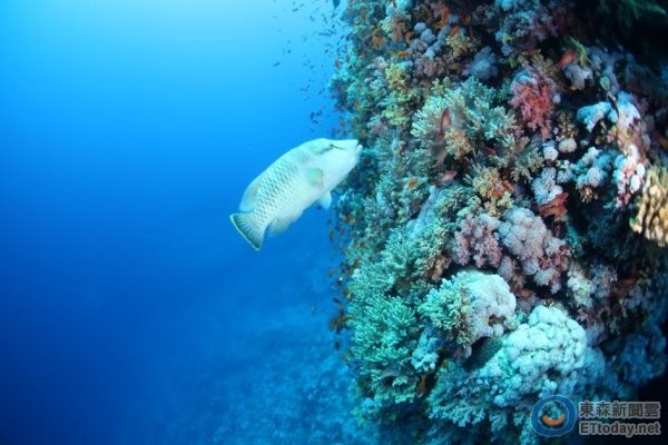 瀕危的龍王鯛喜愛棲息在珊瑚礁海域