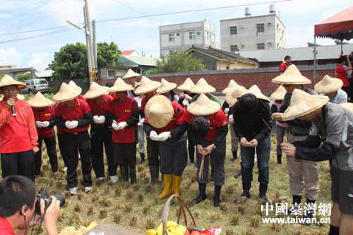 在一塊濁金米稻田開廉收割前舉行的祭天儀式（台灣網 蕪同 攝）