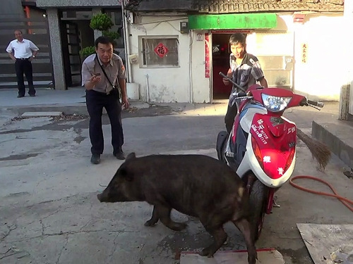 兇猛山豬“越獄”到宜蘭市“逛大街”（圖）