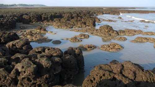 全臺最大藻礁生態“觀新藻礁”列為保護區