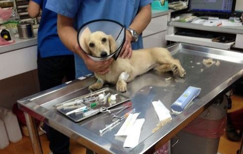 意外墜樓的臘腸犬被送往獸醫院治療