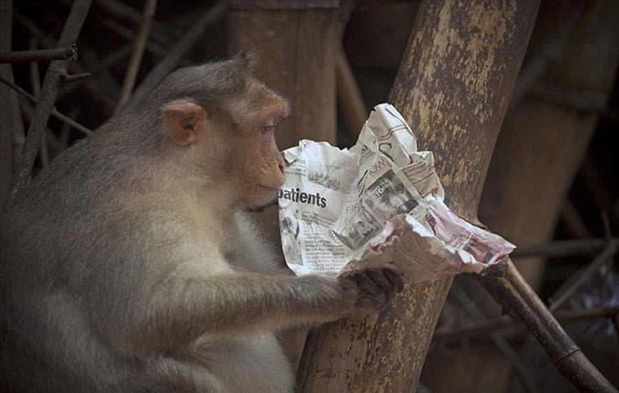 印尼獼猴吃午餐看報紙 閱讀新聞表情多