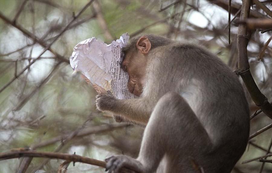 印尼獼猴吃午餐看報紙 閱讀新聞表情多