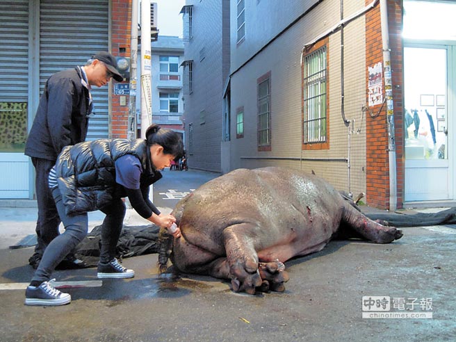 非洲大河馬“阿河”自貨櫃車窗戶跳出車外，需由獸醫打針麻醉後才能帶它“回家”。（